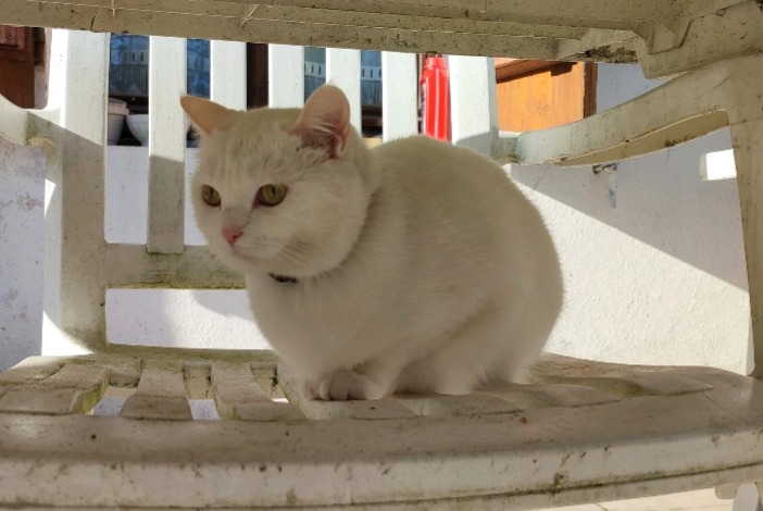 Alerte Disparition Chat Femelle , 7 ans Bellegarde-en-Marche France