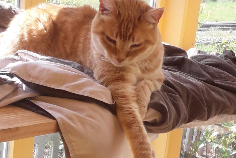 Verdwijningsalarm Kat Mannetje , 18 jaar Lavaufranche Frankrijk